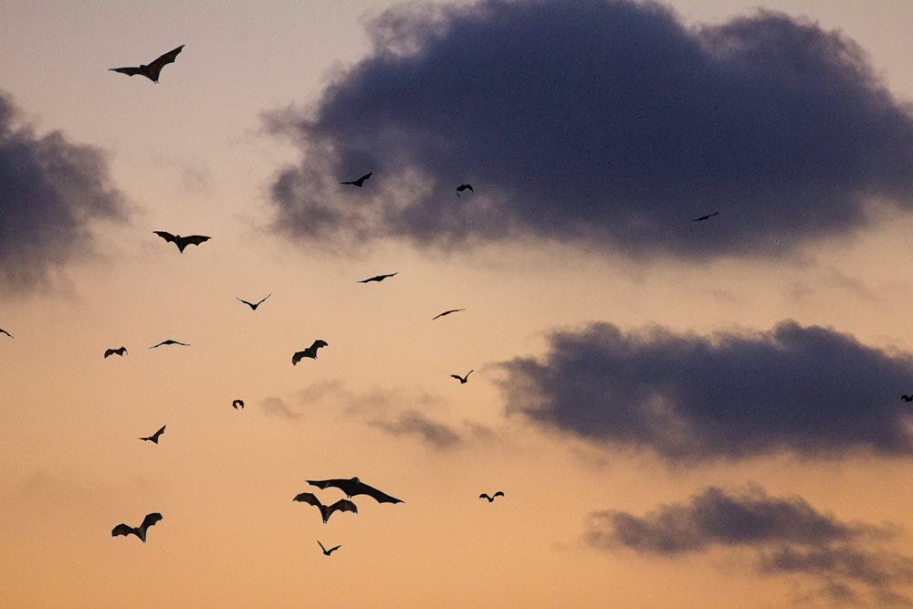 Bats in the sky at dusk. 