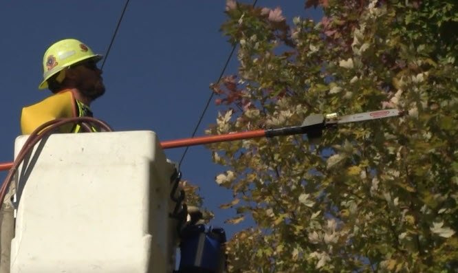 tree trimming worker