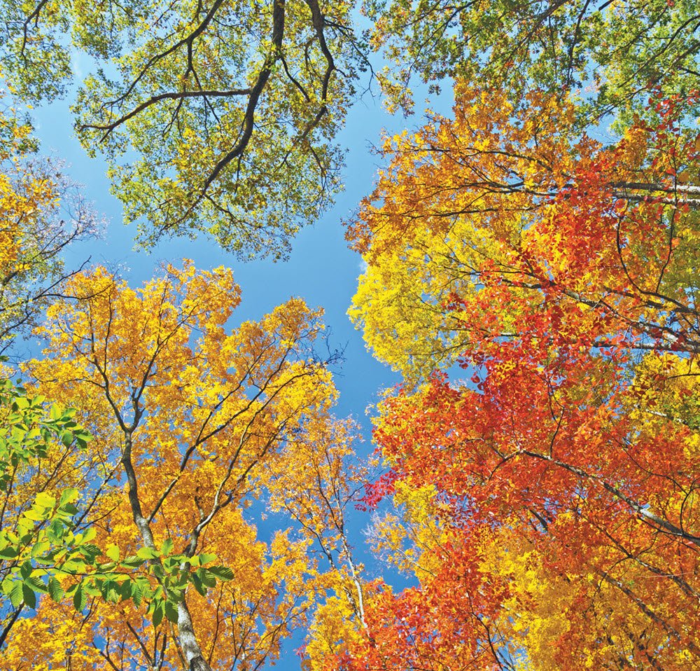 colorful fall trees